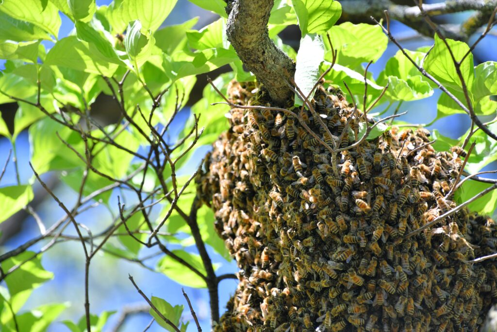 Wasp Nest Removal Cardiff